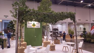 Pavillon Rhynchospermum trachelospermum jasminoides. Bild: GABOT.