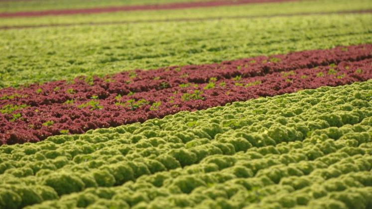 Qualität und das Wachstum der Salatpflanzen unter Glas sind zurzeit optimal. Bild: Landgard eG.