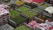 Die Mengen bei Schnittblumen wurden deutlich reduziert. Bild: GABOT.