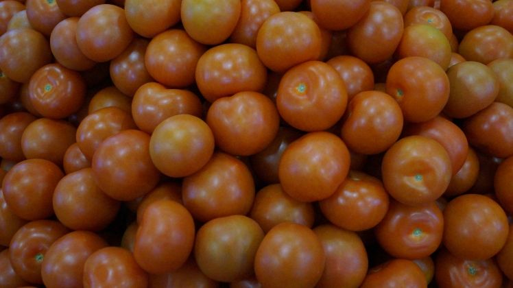 Spanien exportierte im Jahr 2017 809.527 t (-11%) Tomaten  für 1,003 Mrd. Euro (+3,7%). Bild: GABOT.