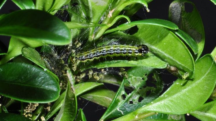 Die gefräßige Raupe des Buchsbaumzünslers breitet sich auch in Niedersachsen immer weiter aus und kann verheerende Schäden an den Pflanzen anrichten. Foto: Dr. Thomas Brand.