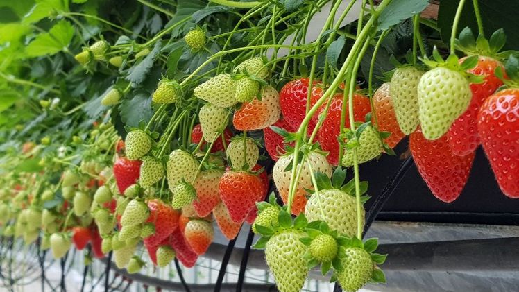 Erdbeeranbau in Substrat. Bild: Gebr. Brill Substrate.