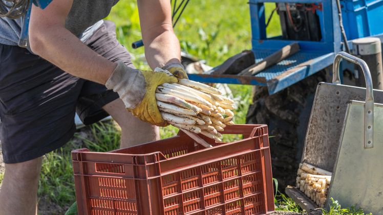 Freilandspargel aus regionalem Anbau im Westen jetzt auch im Handel. Bild: ©Landgard-Pictures.com/Green Solutions.