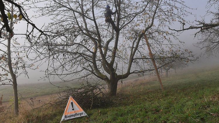 Baumpflegearbeiten. Bild: ©Olena Pfister / LBV.