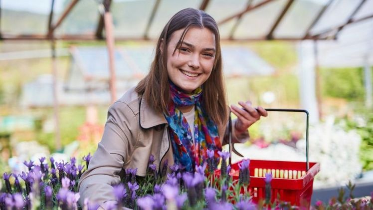 Kurze Wege sorgen dafür, dass die Qualität von Pflanzen erhalten bleibt. Beim „Tag der offenen Gärtnerei“ kann man sie deshalb direkt in der Gärtnerei auswählen, wo sie groß geworden sind. Bild: GMH.