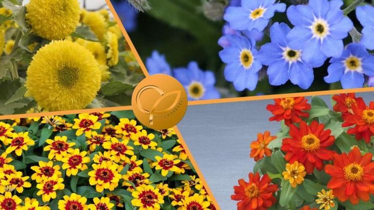 Fleuroselect präsentiert die Goldmedaillen-Gewinner 2022. Bild: Fleuroselect.