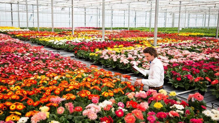 HilverdaFlorist konzentriert sich auf die Züchtung, Vermehrung und Entwicklung eines umfangreichen Sortiments an Schnittblumen, Topf- und Gartenpflanzen. Bild: HilverdaFlorist. HilverdaFlorist konzentriert sich auf die Züchtung, Vermehrung und Entwicklung eines umfangreichen Sortiments an Schnittblumen, Topf- und Gartenpflanzen. Bild: HilverdaFlorist.