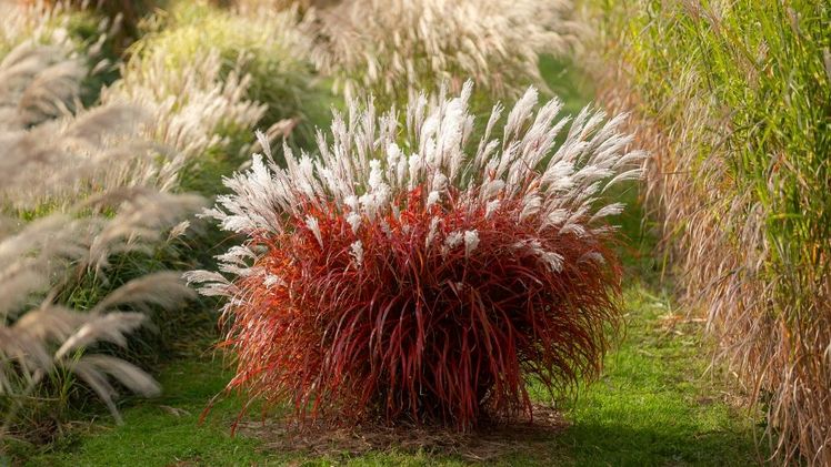 Miscanthus Lady in Red ist die "Drama-Queen" - ideal für besondere Effektpflanzungen. Bild: Plantipp B.V.