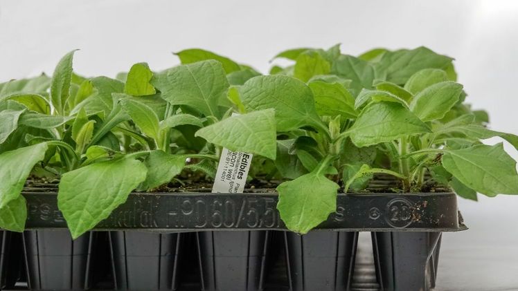 Mit hochwertigen Jungpflanzen zum Erfolg. Hier: Smallanthus sonchifolius 'Yacon weiß'. Bild: Lubera Edibles.