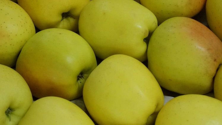 Weitere 75 Schulen kommen zum Schulobstprogramm hinzu. Bild: GABOT.