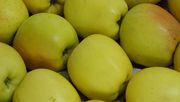 Äpfel sind die umsatzstärkste Frucht im Detailhandel und liegen mengenmäßig auf Rang 2. Bild: GABOT.