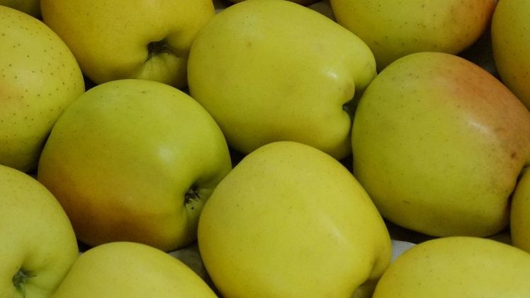 Die Nachfrage nach Brandenburger Äpfeln ist ungebrochen hoch. Bild: GABOT.