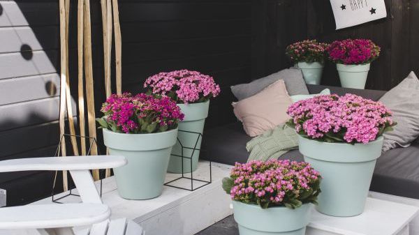 Für einen romantischen, mädchenhaften Stil wählt man rosa- und pinkfarbene Calanday und setzt diese in eine Vielzahl an Töpfen in einem zarten Mint. Bild: GPP/Dümmen Orange®. Für einen romantischen, mädchenhaften Stil wählt man rosa- und pinkfarbene Calanday und setzt diese in eine Vielzahl an Töpfen in einem zarten Mint. Bild: GPP/Dümmen Orange®.