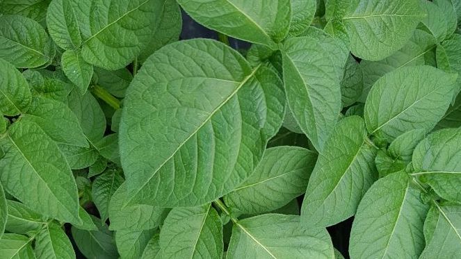 Viren und Bakterien in Nabelkeilchen? Bild: GABOT.