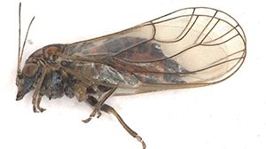 Der Sommerapfelblattsauger (Cacopsilla picta) spielt eine entscheidende Rolle für die Verbreitung der Apfeltriebsucht in Südtirol. Bild: Versuchszentrum Laimburg. Der Sommerapfelblattsauger (Cacopsilla picta) spielt eine entscheidende Rolle für die Verbreitung der Apfeltriebsucht in Südtirol. Bild: Versuchszentrum Laimburg.