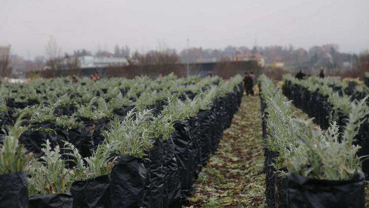 Kardy ist das erste Schweizer AOC-Gemüse. Bild: lid.