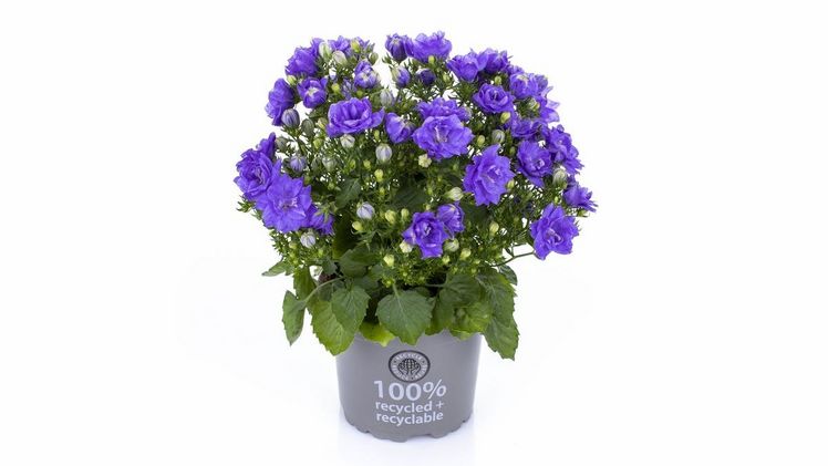 'Blue Star' ist gefülltblühend mit extra großen blauen Blüten. Bild: Tvillingegaarden.