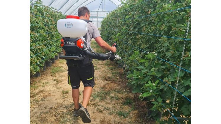 Sprayvent in Brombeeren. Bild: Bioline AgroSciences. Sprayvent in Brombeeren. Bild: Bioline AgroSciences.