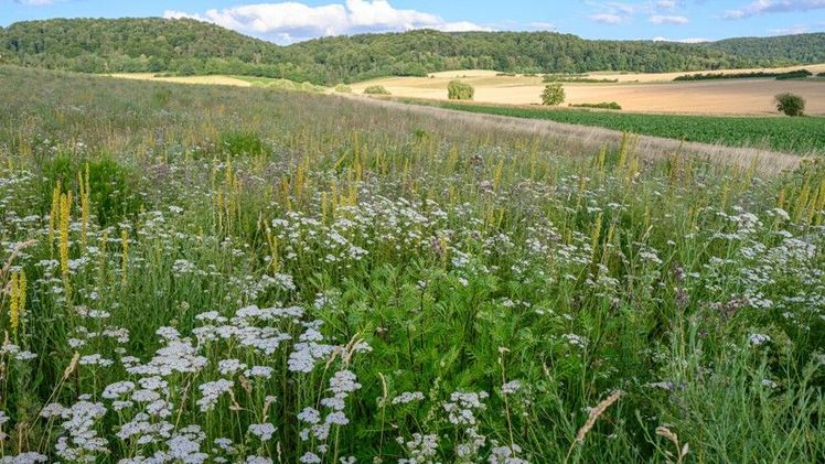Ziehen Maßnahmen wie diese mehrjährige Blühfläche zwischen Ackerflächen Bestäuber an und erhalten ihre Artenvielfalt auf eine Weise, die das Wachstum der Insekten-Populationen im Agrarland fördert? Bild: Arne Wenzel/Universität Göttingen.