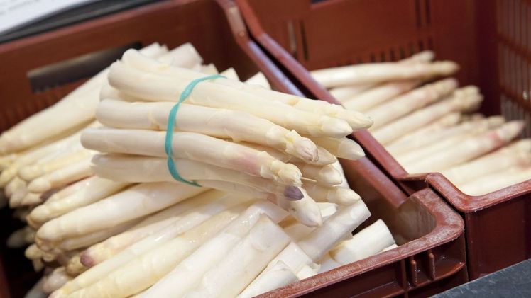 „Geschmacklich ist der Spargel heuer besonders gut“, sagt Westner. Durch die Wärme zu Saisonbeginn sind die Stangen sehr feinfaserig und daher zart. Liebhaber des edlen Gemüses können den feinen Geschmack noch eine Weile genießen. In der Regel wird bis zum Johannistag am 24. Juni in Deutschland Spargel gestochen – dann ruhen die Spargeläcker, um den Pflanzen genügend Zeit zur Regeneration für das nächste Jahr zu geben. Bild: BBV.