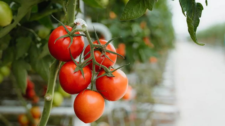 Bio-Tomaten aus NRW von ALDI SÜD und Vitarom Straelen. Bild: © ALDI SÜD.