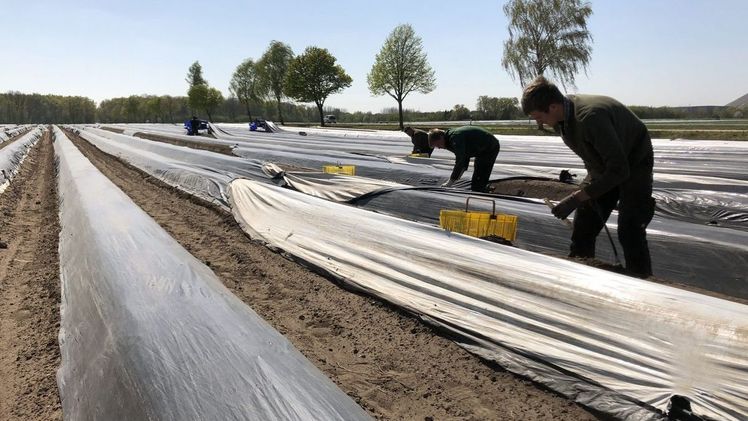 Zu kämpfen haben Landwirte mit den gestiegenen Personalkosten. Die Mindestlohnerhöhung auf 12 Euro sei bei der arbeitsintensiven Ernte kaum zu bewältigen Bild: Landvolk.