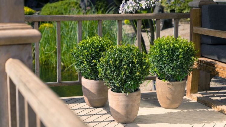 Für Formschnitte geeignet: Ilex Impala. Bild: Ilex Impala. 