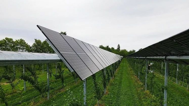 Diese Agri-PV-Anlage mit nachgeführten PV-Modulen über jungen Apfelbäumen ist Teil der "Modellregion Agri-Photovoltaik Baden-Württemberg", einem Projekt, das vom Fraunhofer ISE geleitet wird. Bild: Fraunhofer ISE.