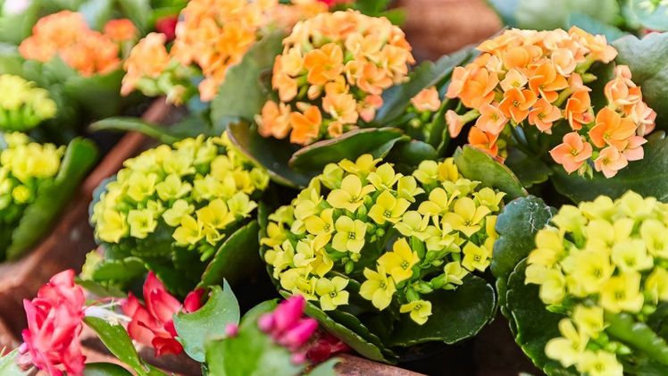 Schon unsere Großmütter liebten sie: Farbenfrohe Klassiker auf der Fensterbank, wie das Flammende Käthchen (Kalanchoe), können in der dunklen Jahreszeit die Laune aufheitern. Bild: GMH/BVE.
