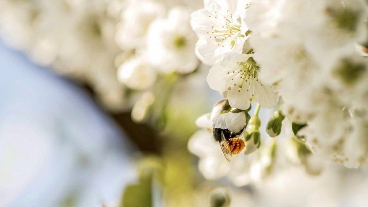 fenaco startet eine Initiative für ökologisch wertvollen Obstanbau in der Schweiz. Bild: fenaco. 