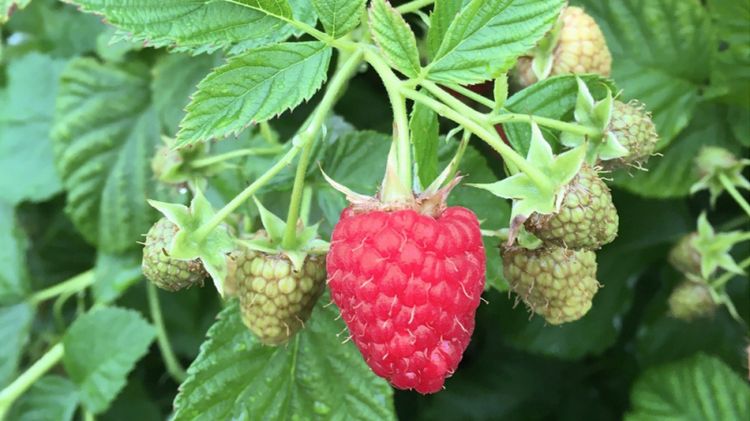 Lowberry® 'Ruby Fall'®. Bild: Lubera.