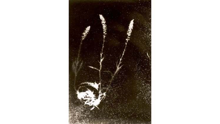 "Chernobyl Herbarium" der Künstlerin Anaïs Tondeur. Bild: Anaïs Tondeur. 