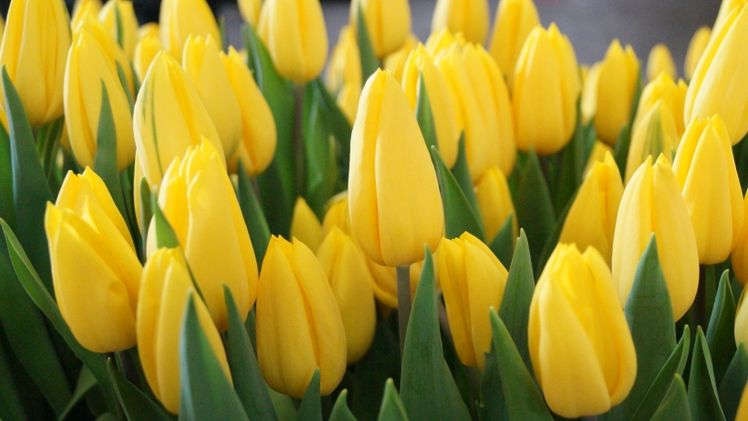Tulpen waren zu Ostern nur in geringeren Mengen verfügbar. Bild: GABOT.
