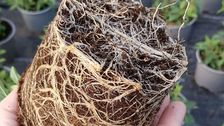 Checklisten helfen Gartenbaubetrieben beim Umstieg auf torfreduzierte Substrate. Bild: GABOT.