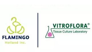 Neue Partnerschaft zwischen Flamingo Holland und Vitroflora.