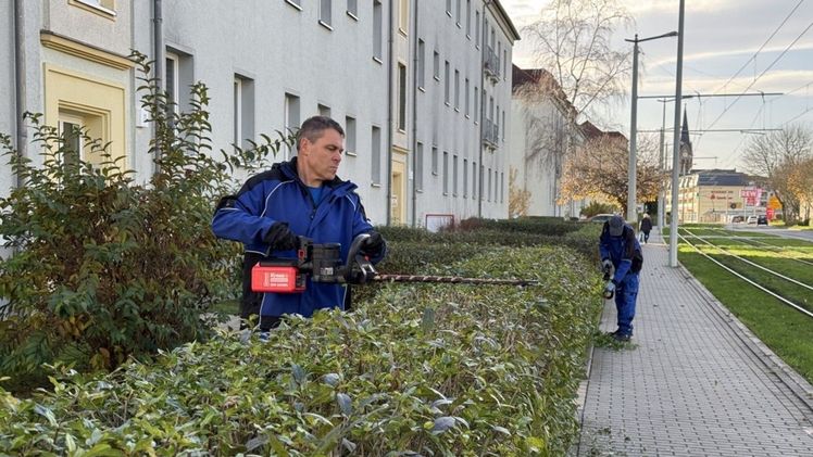 19.000 qm Hecken sind in Gera zu stutzen. Bild: Kress.