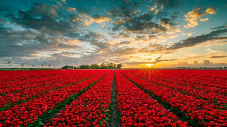 Tulpenfeld in Flevoland. Bild: © Visit Flevoland.