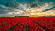 Tulpenfeld in Flevoland. Bild: © Visit Flevoland.