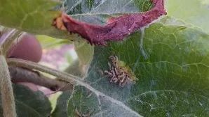 Beginnende Gespinstbildung: Die Räupchen haben die braunen Blattminen verlassen und beginnen mit der Gespinstbildung. In diesem Stadium sind Behandlungen mit zugelassenen, nützlingsschonenden Pflanzenschutzmitteln möglich. Bild: LLH.