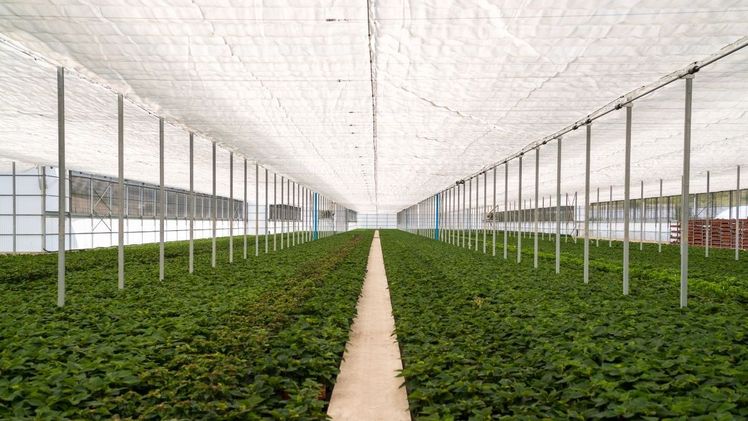 Insbesondere Robuxta® und Prisma®, Abdeckungen, die zum Schutz vor übermäßiger UV-Strahlung und zur Senkung der Innentemperatur hergestellt werden, haben ein Wassersparvermögen von 40 bis 50%. Bild: Arrigoni. Insbesondere Robuxta® und Prisma®, Abdeckungen, die zum Schutz vor übermäßiger UV-Strahlung und zur Senkung der Innentemperatur hergestellt werden, haben ein Wassersparvermögen von 40 bis 50%. Bild: Arrigoni.