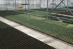 Die Produktion von Indoor-Sukkulenten bei Belgicactus. Bild: GABOT. Die Produktion von Indoor-Sukkulenten bei Belgicactus. Bild: GABOT.