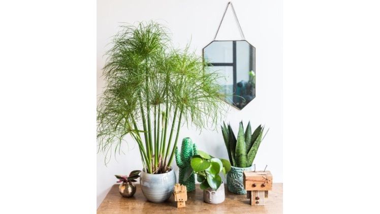 Die Cyperus alternifolius ist ein zu 100% nachhaltig angebautes Produkt. Bild: Neervenplant.