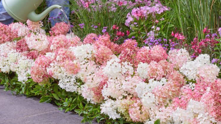 Groundbreaker® Blush™ als auffällige Bodendecker-Rispenhortensie. Bild: Baumschule Heinje.