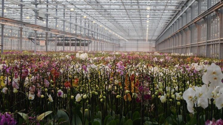 Orchideenproduktion bei Ter Laak Orchids in Wateringen. Bild: GABOT.