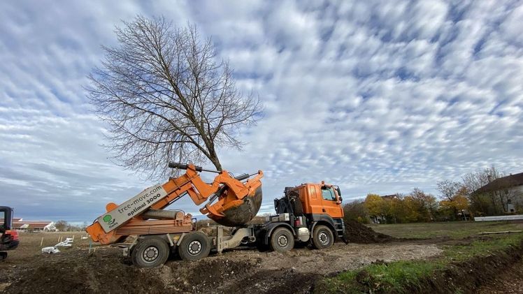 Vor knapp zwei Jahren wurden insgesamt 18 Großbäume der Gemeinde auf das Gelände der künftigen Landesgartenschau Kirchheim verpflanzt. Bild: Sophia Schreib/Kirchheim 2024 GmbH.