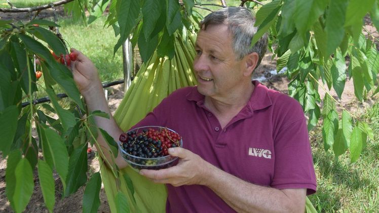 An der Bayerischen Landesanstalt für Weinbau und Gartenbau (LWG) hat Hubert Siegler, Mitarbeiter der Bayerischen Gartenakademie, Fragen zu seinen Lieblingsgärten und -pflanzen beantwortet. Bild: LWG.