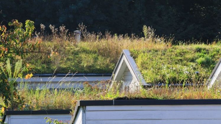 Gründächer schützen vor Hitze und Starkregen. Bild: © VZ NRW/Evamarie Mackenbrock.