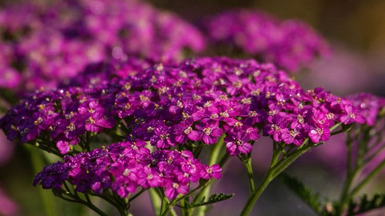 Farbkracher Selbstbewusst und in leuchtende Farben gekleidet präsentieren moderne Achillea-Sorten ihre imposanten Blütenteller. Alle Schafgarben sind zudem fantastische Schnittblumen und lassen sich sehr gut trocknen! Bild: GMH.