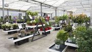 Die Garden Trials and Trade findet nicht statt. Bild: Garden Trials and Trade.