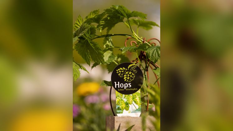 Hops® wird auf der spoga+gafa präsentiert. Bild: RiPlant. Hops® wird auf der spoga+gafa präsentiert. Bild: RiPlant.